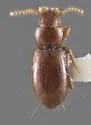 Anillinus folkertsioides - Anillinus folkertsioides