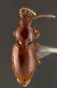 Anillinus fortis - Anillinus fortis