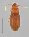 Anillinus kingi