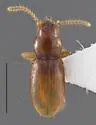 Anillinus micamicus