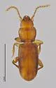 Anillinus montrex - Anillinus montrex