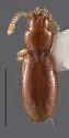 Anillinus moseleyae - Anillinus moseleyae