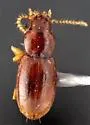 Anillinus pecki - Anillinus pecki
