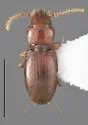 Anillinus seneca - Anillinus seneca