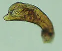 Anillinus simplex - photo 2