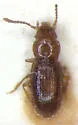 Anillinus sinuaticollis