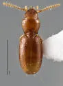 Anillinus unicoi