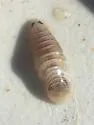 Anilocra acuta