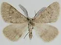 Animomyia minuta - Hodges#6794