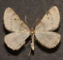 Animomyia morta - Hodges#6791
