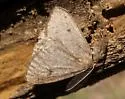 Animomyia smithii - Hodges#6788