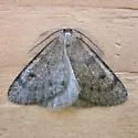 Animomyia smithii - Hodges#6788 - photo 4