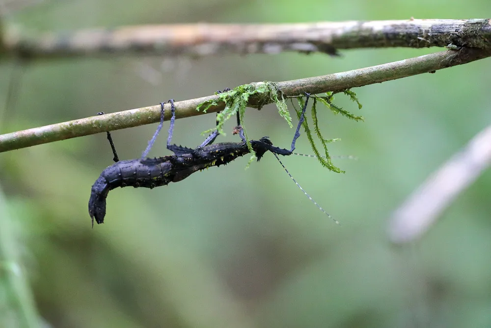 Anisacanthidae - photo 2