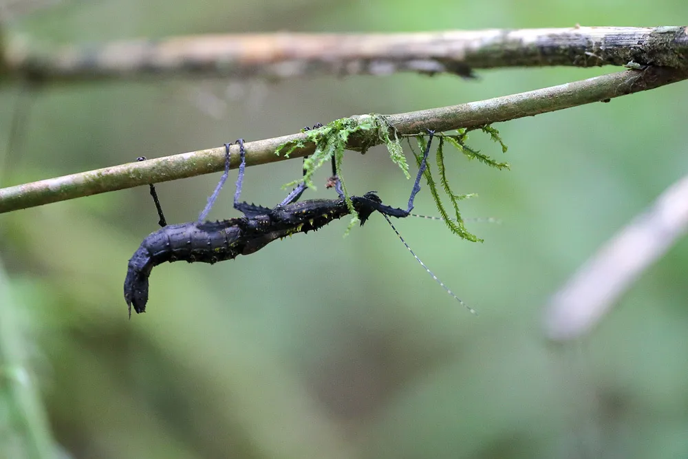 Anisacanthidae - photo 3