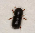 European Shot-hole Borer