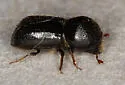 European Shot-hole Borer - photo 2