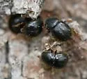 European Shot-hole Borer - photo 3