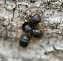 European Shot-hole Borer - photo 4