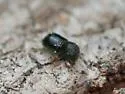 European Shot-hole Borer - photo 5