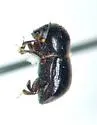 Anisandrus obesus - photo 2