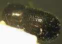 Anisandrus sayi
