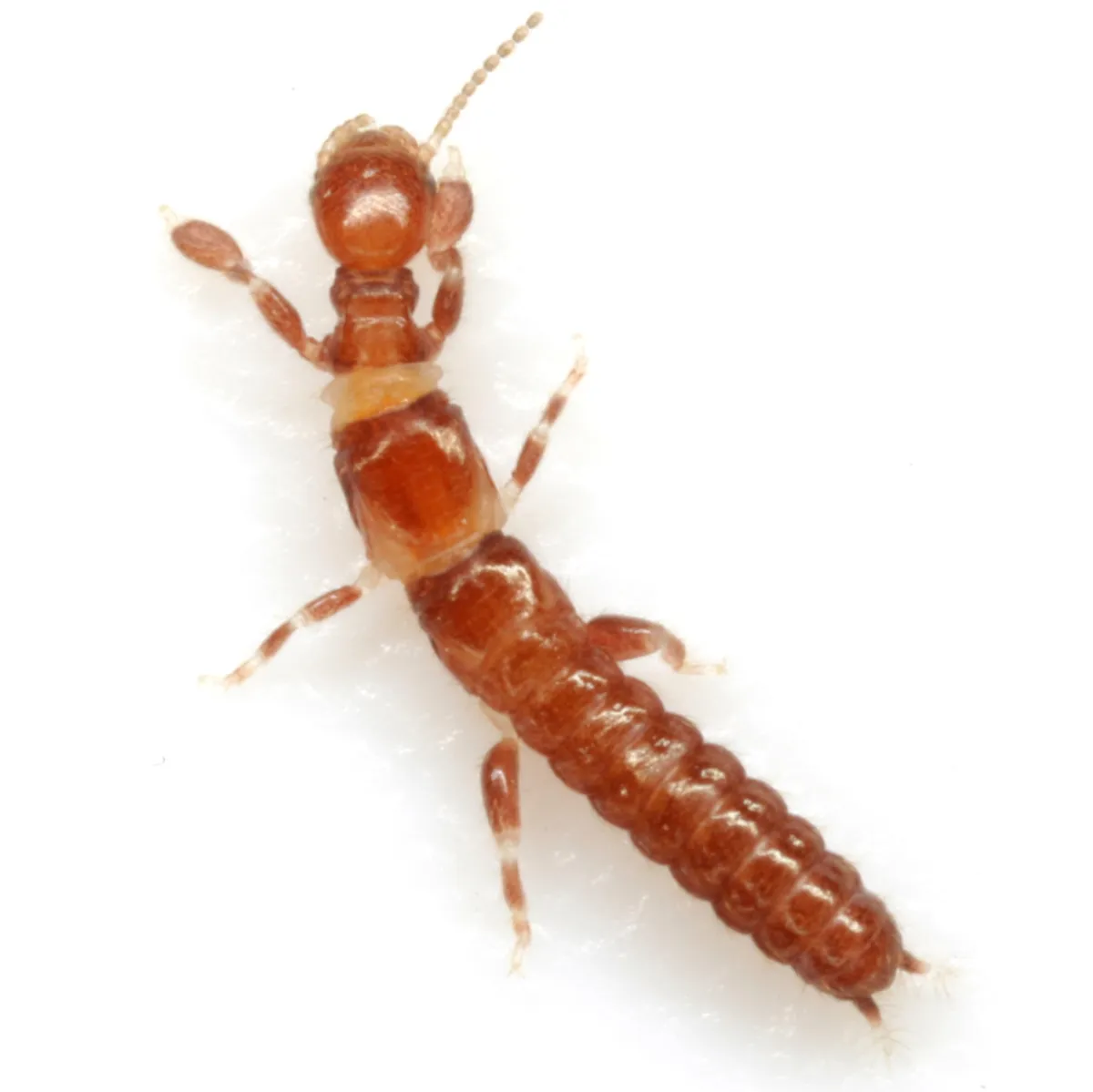 Anisembia texana - photo 2