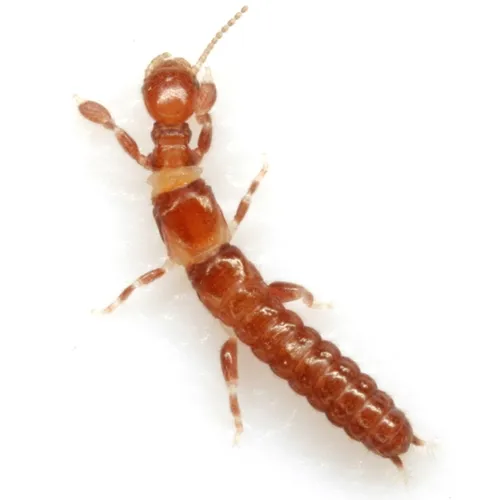 Anisembia texana - photo 3