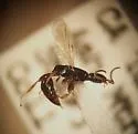 Anisepyris occidentalis