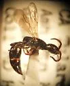 Anisepyris williamsi