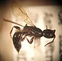 Anisepyris williamsi - photo 2