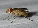 Anisia flaveola - Anisia flaveola