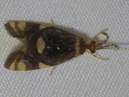 Anisocentropus banghaasi