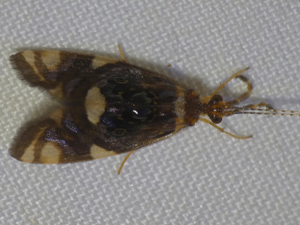 Anisocentropus banghaasi - photo 2