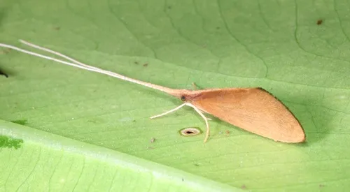 Anisocentropus kawamurai