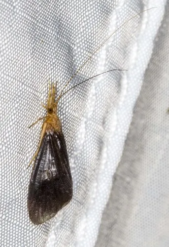 Anisocentropus latifascia