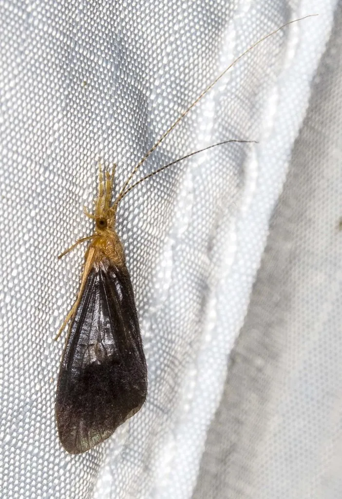 Anisocentropus latifascia - photo 2