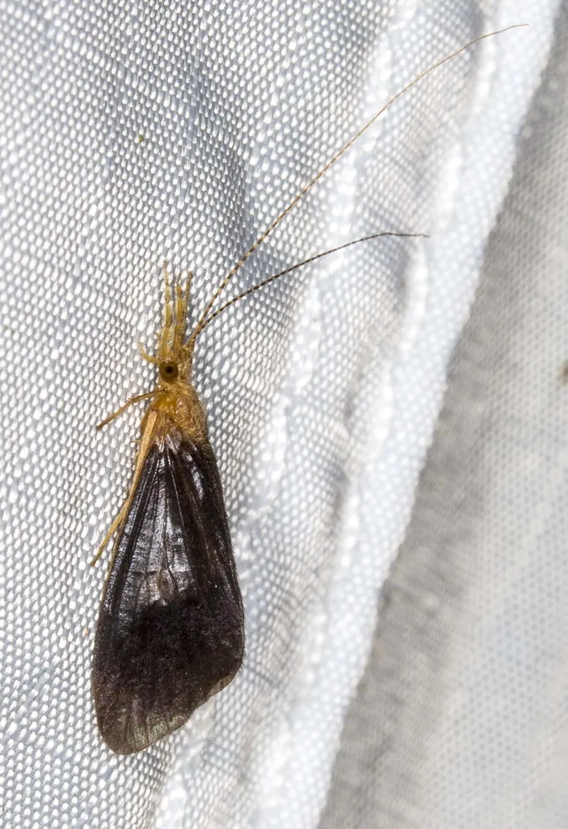 Anisocentropus latifascia - photo 3