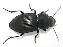 Anisodactylus agricola - photo 2