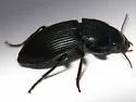 Anisodactylus agricola - photo 3