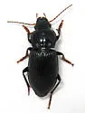 Anisodactylus agricola - photo 4