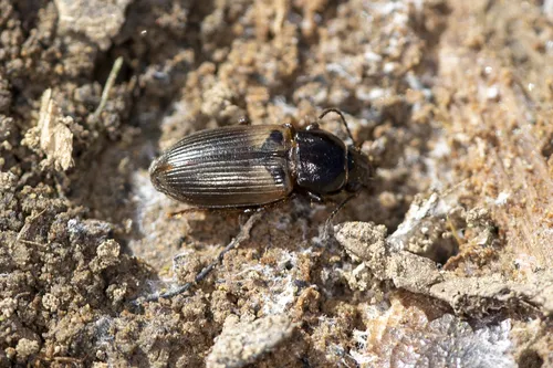 Anisodactylus alternans - photo 3
