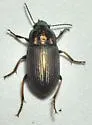 Anisodactylus amaroides