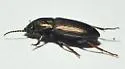 Anisodactylus amaroides - photo 3