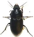 Anisodactylus anthracinus