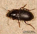 Anisodactylus anthracinus - photo 2