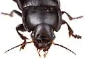 Anisodactylus anthracinus - photo 3