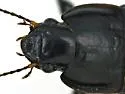 Anisodactylus anthracinus - photo 4