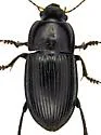 Anisodactylus anthracinus - photo 5