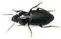 Anisodactylus binotatus