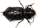 Anisodactylus binotatus - photo 2